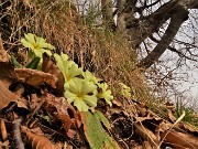 37 Ancora primule in fiore sotto faggi secolari
